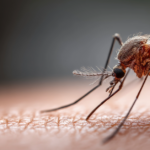 Mosquito